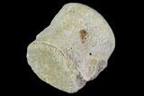 Fossil Reptile Vertebrae - Judith River Formation #88818-1